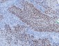 Anti-YY1 Antibody Picoband™ (monoclonal, 2C10F9)